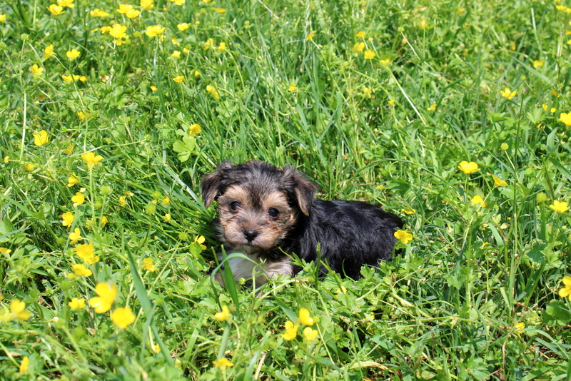 puppy, for, sale, Morkie, Matthew B. Stoltzfus, dog, breeder, Gap, PA, dog-breeder, puppy-for-sale, forsale, nearby, find, puppyfind, locator, puppylocator, aca